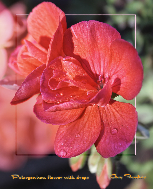 pelargonium flower with drops