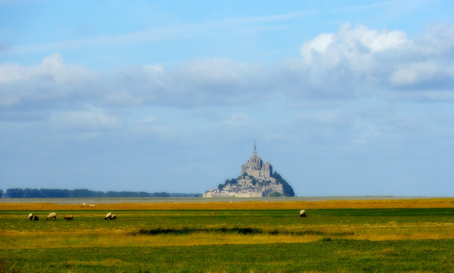 Prés Salés du Mont Saint Michel 2 03-08-2013 08-47-002