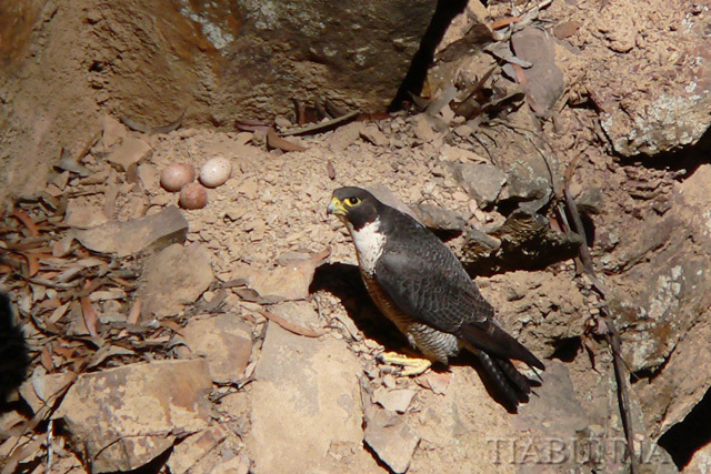 Peregrine Falcon