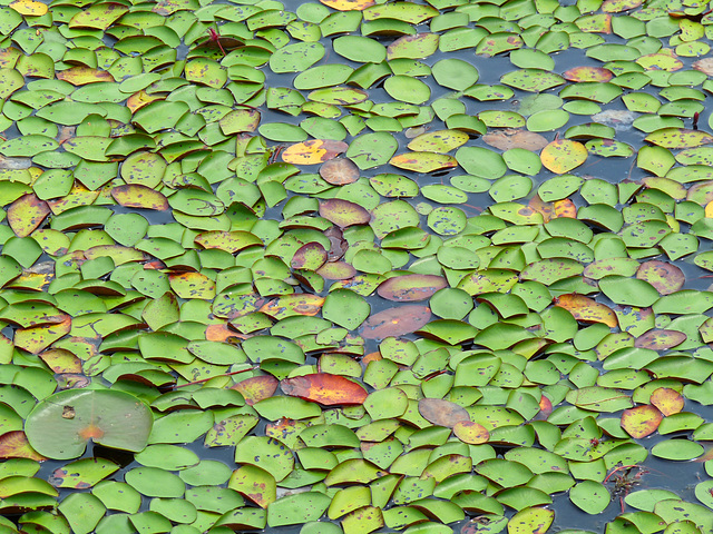 lily pads