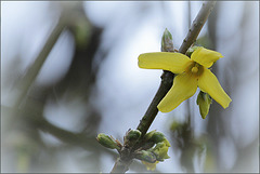 Forsythia