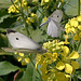 butterflies-IMG-20130802-00192