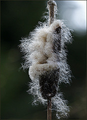 Projets d'avenir du Typha