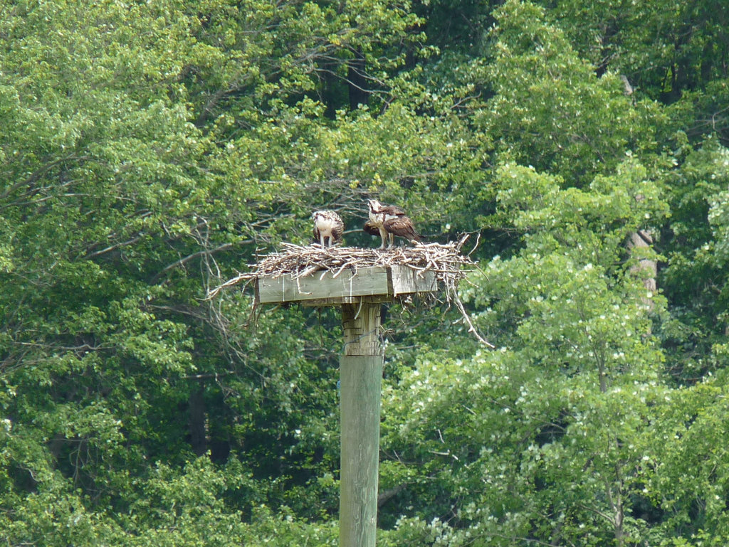 ospreys