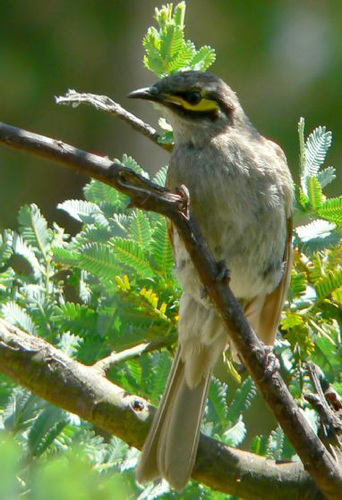 Yellow-faced Honeyeater