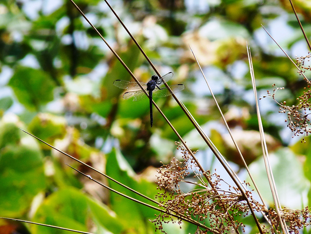 dragonfly