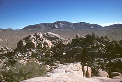 joshua_tree_panorama_fall-74_ig_adj