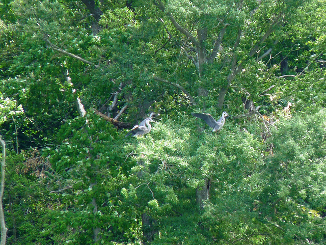 blue herons