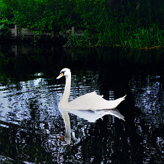 Mute swan (Cygnus Olor).