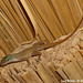 20 Anolis luciae (?) Lurking In The Thatch
