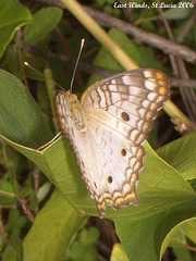 13 Anartia jatrophae (White Peacock)