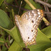 13 Anartia jatrophae (White Peacock)