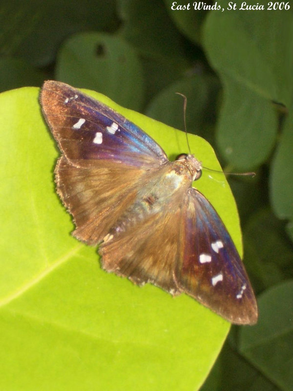 14 Polygonus savigny punctus (Manuel's Skipper)