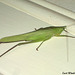 15 Ruspolia nitidula (Conehead Grasshopper)