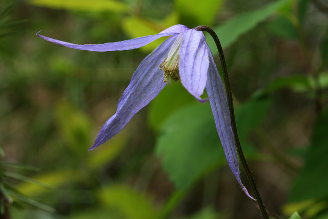 Columbia Virgin's Bower