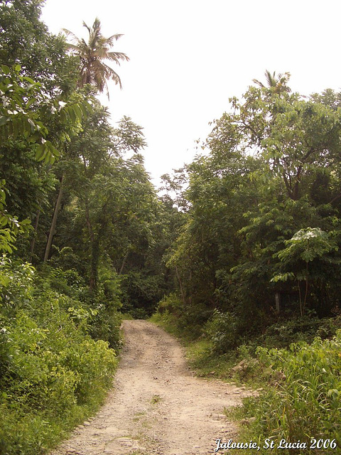 43 The Track Into The Coastal Woodland