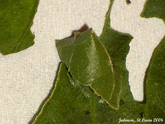 44 Urbanus proteus (Long-tailed Skipper) Leaf Tent