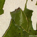 44 Urbanus proteus (Long-tailed Skipper) Leaf Tent