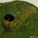 45 Urbanus proteus (Long-tailed Skipper) Larva