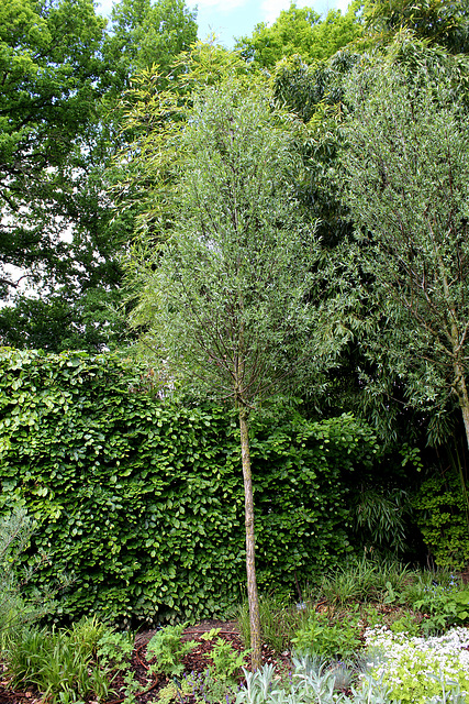 Le Jardin de l'ivresse - Jardin 10 -Salix alba