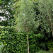 Le Jardin de l'ivresse - Jardin 10 -Salix alba