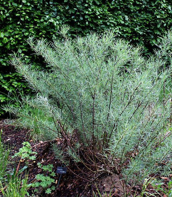 Le Jardin de l'ivresse - Jardin 10 (7)