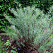 Le Jardin de l'ivresse - Jardin 10 (7)