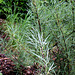 Le Jardin de l'ivresse - Jardin 10- Salix rosmarinifolia