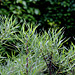 Le Jardin de l'ivresse - Jardin 10 (9)