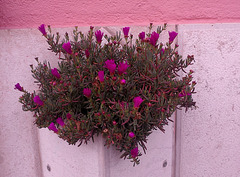Wall flowerpot