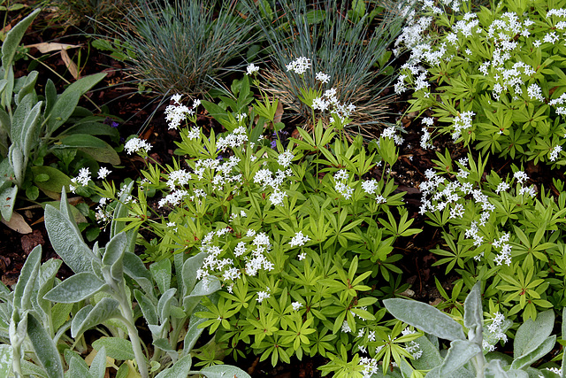 Le Jardin de l'ivresse - Jardin 10- Galium odoratum