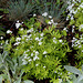 Le Jardin de l'ivresse - Jardin 10- Galium odoratum