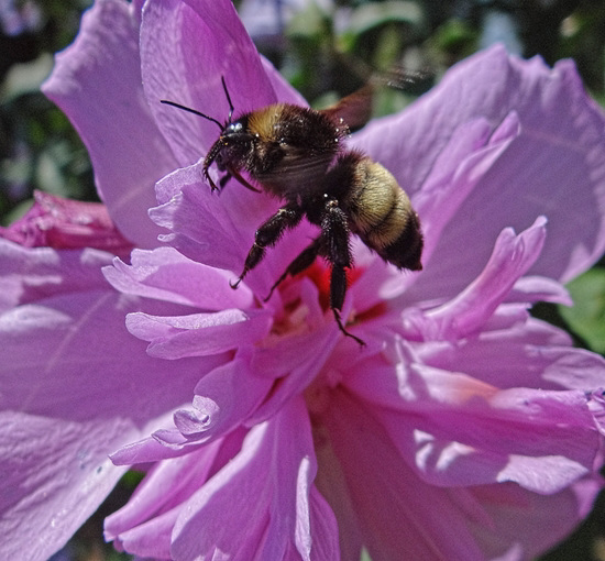 Bumble Bee on'Ardens' Rose of Sharron flower