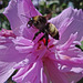 Bumble Bee on'Ardens' Rose of Sharron flower
