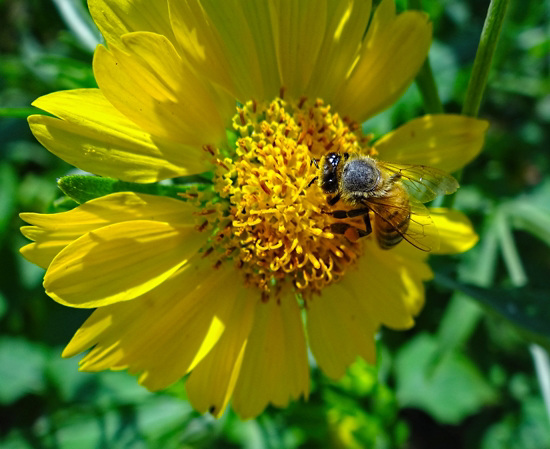 Honey Bee on Sunflower