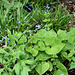Le Jardin de l'ivresse - Jardin 10 - Brunnera
