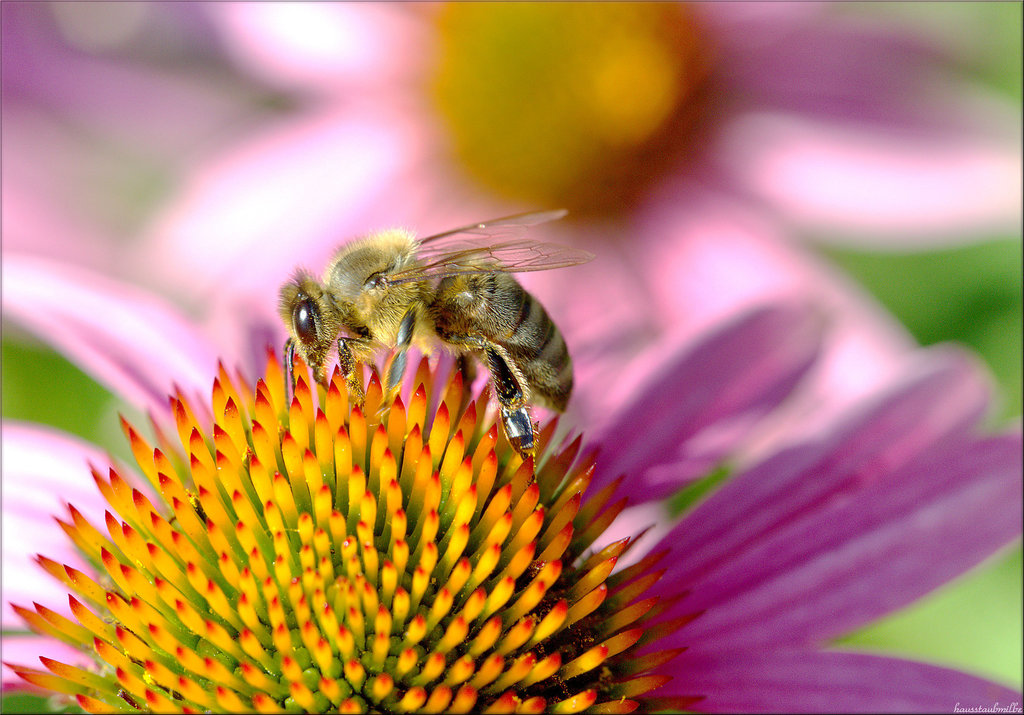 honey......