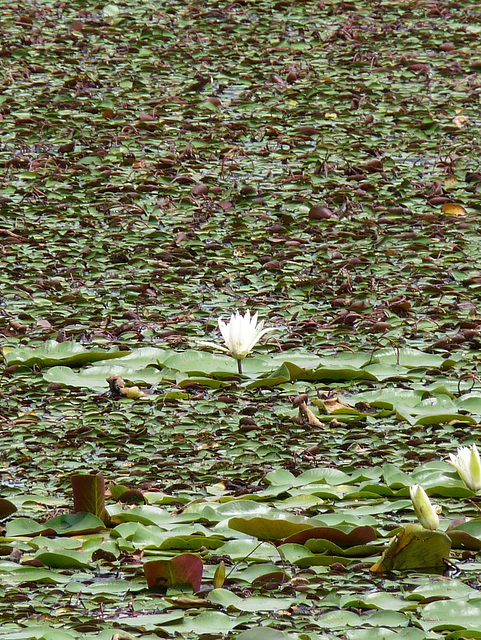 water lily