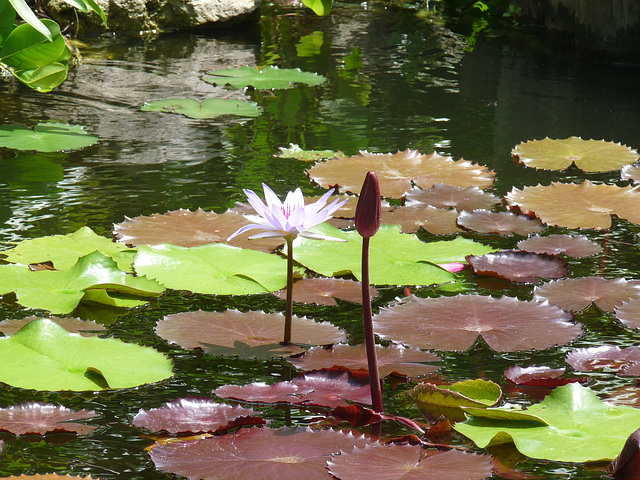 water lillies