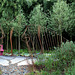 Le Jardin de l'ivresse - Jardin 10 (3)