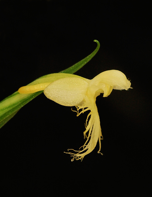 Platanthera pallida (Pale Fringed orchid)