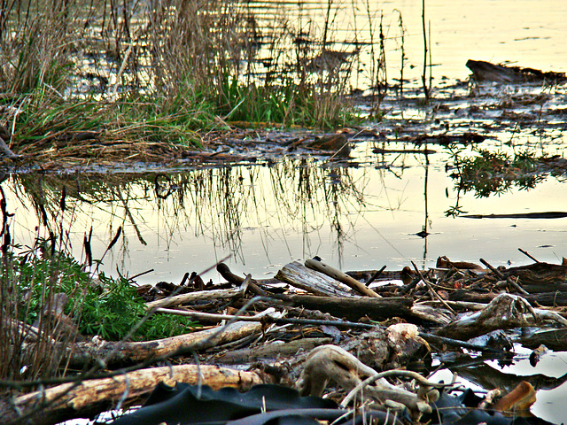 Timaru wetlands