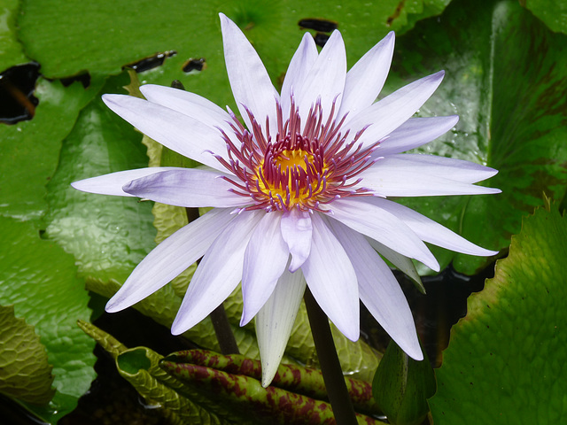 water lily