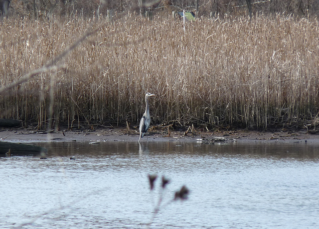 heron