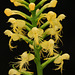 Platanthera pallida (Pale Fringed orchid)