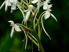 Platanthera blephariglottis (Northern White Fringed orchid)