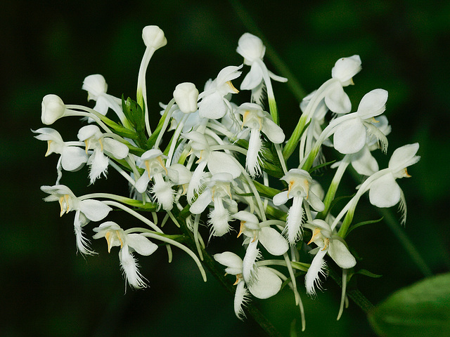 Platanthera blephariglottis (Northern White Fringed orchid)