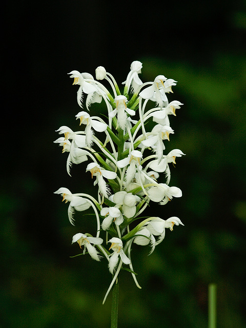 Platanthera blephariglottis (Northern White Fringed orchid)