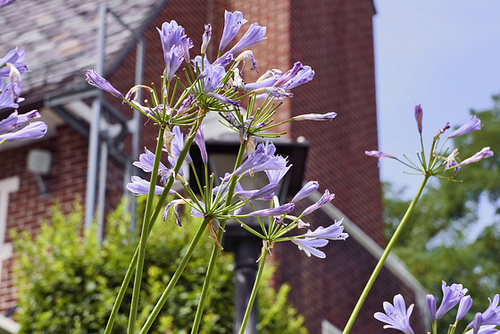 Hosta la Vista – Sarah Lawrence College, Bronxville, New York