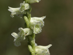 Spiranthes sylvatica (Woodland Ladies'-tresses orchid)